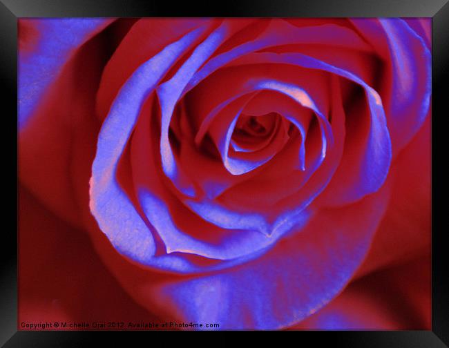 Red and Blue Rose Framed Print by Michelle Orai