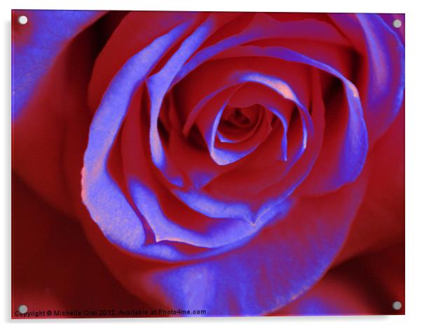 Red and Blue Rose Acrylic by Michelle Orai