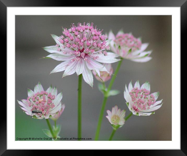 Pink Flower Framed Mounted Print by Michelle Orai