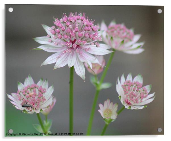 Pink Flower Acrylic by Michelle Orai