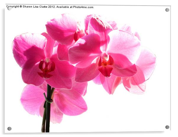 Orchid Acrylic by Sharon Lisa Clarke
