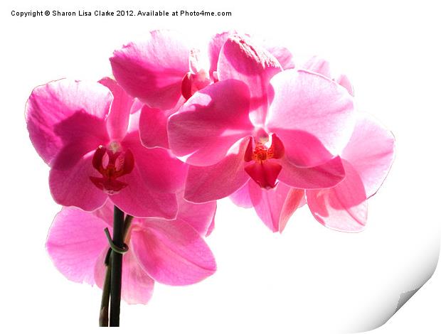 Orchid Print by Sharon Lisa Clarke