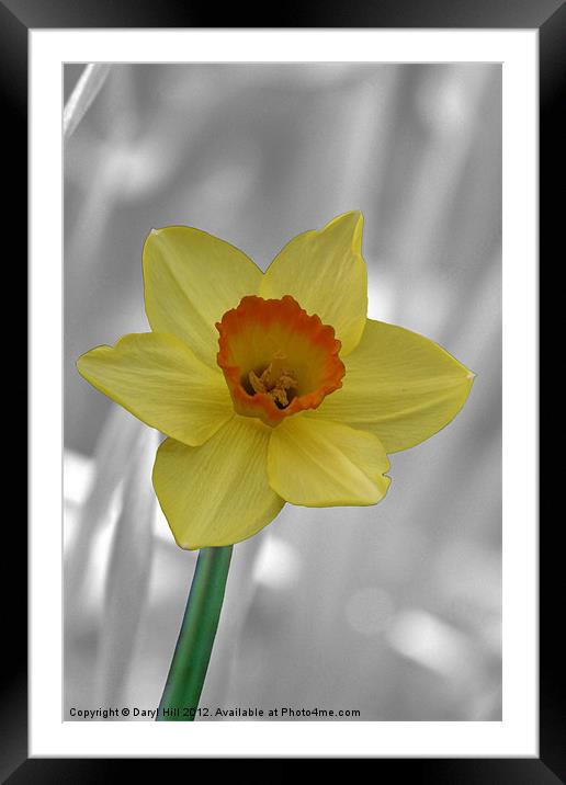 Yellow Daffodil on Silver Framed Mounted Print by Daryl Hill