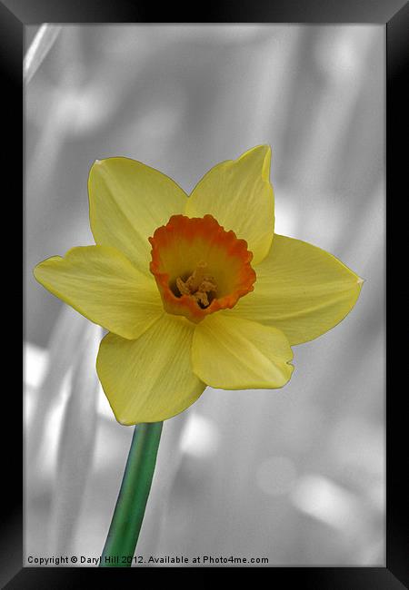 Yellow Daffodil on Silver Framed Print by Daryl Hill