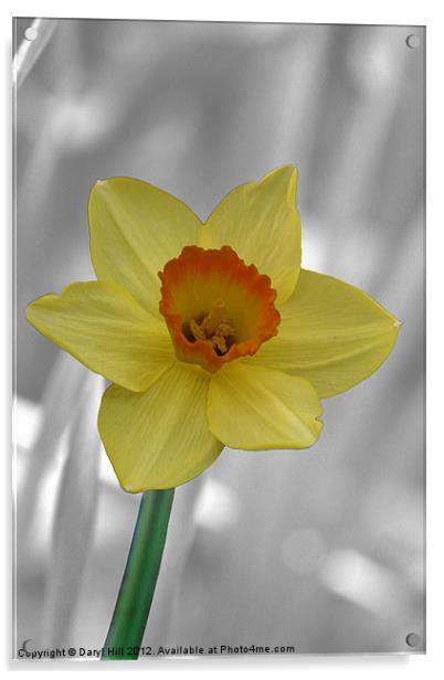Yellow Daffodil on Silver Acrylic by Daryl Hill