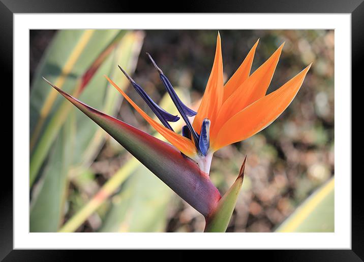 Bird of Paradise Flower Framed Mounted Print by Lena Ghadessi