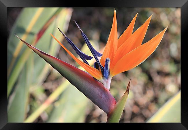 Bird of Paradise Flower Framed Print by Lena Ghadessi