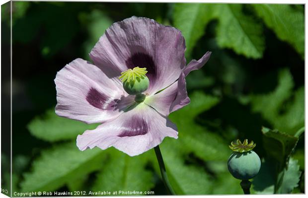 a Purple Poppy Canvas Print by Rob Hawkins