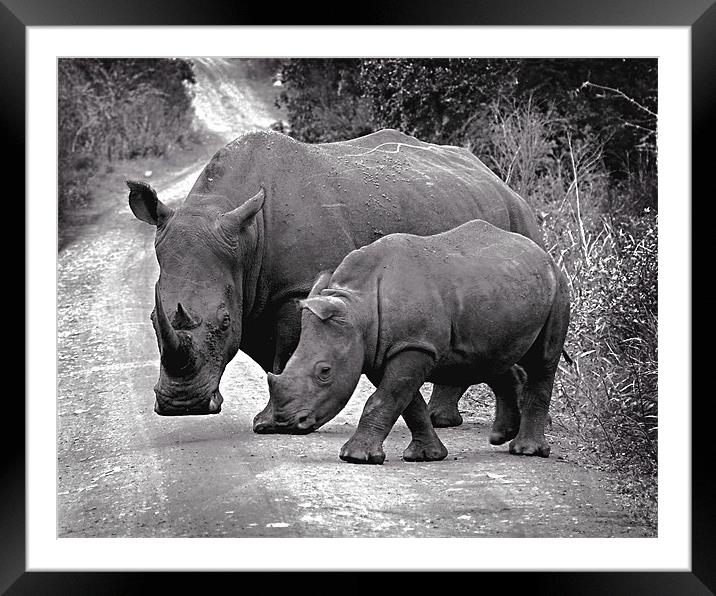 African White Rhinos Framed Mounted Print by David Worthington