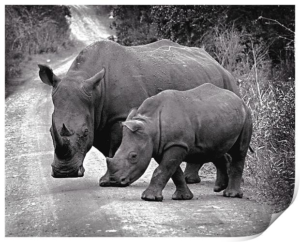 African White Rhinos Print by David Worthington