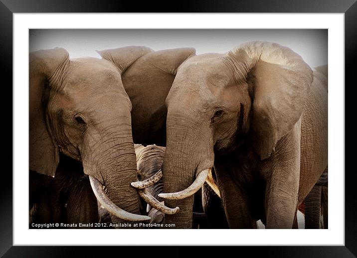 FAMILY TIES Framed Mounted Print by Renata Ewald