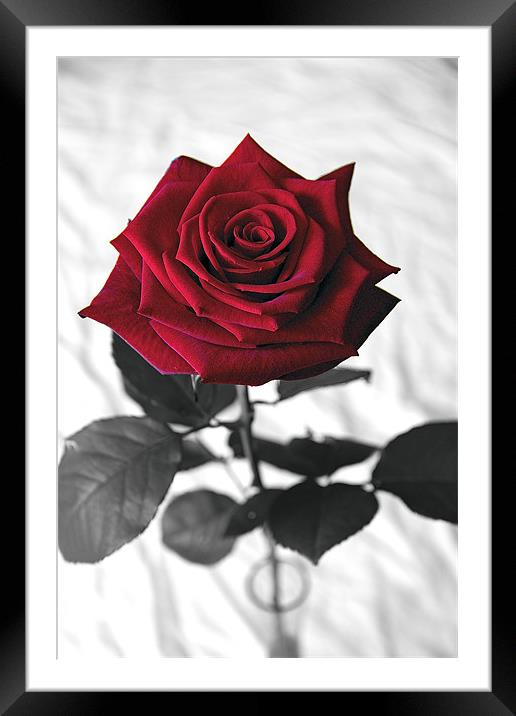 Red Velvet Rose Framed Mounted Print by Kevin Warner