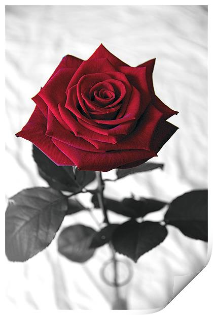 Red Velvet Rose Print by Kevin Warner
