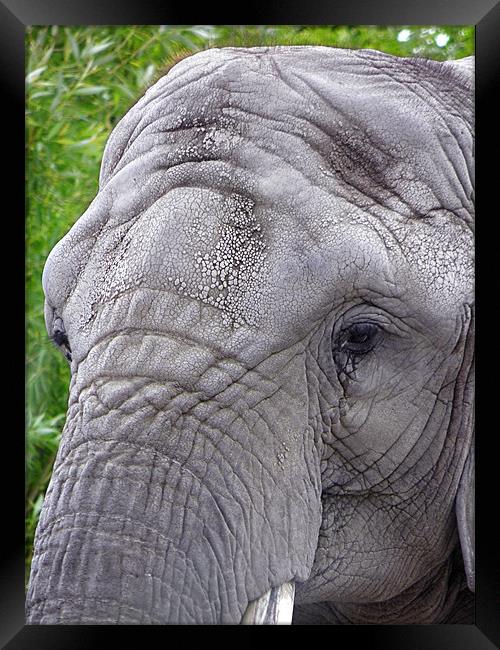 Elephant Eyes Framed Print by Gary Barratt