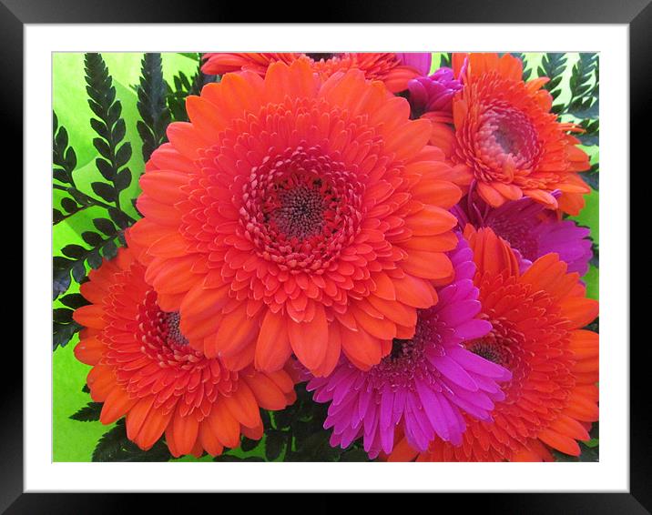 Flaming Orange and lilac Gerbera Framed Mounted Print by Marilyn PARKER