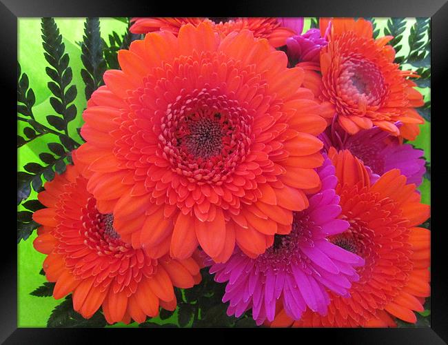 Flaming Orange and lilac Gerbera Framed Print by Marilyn PARKER