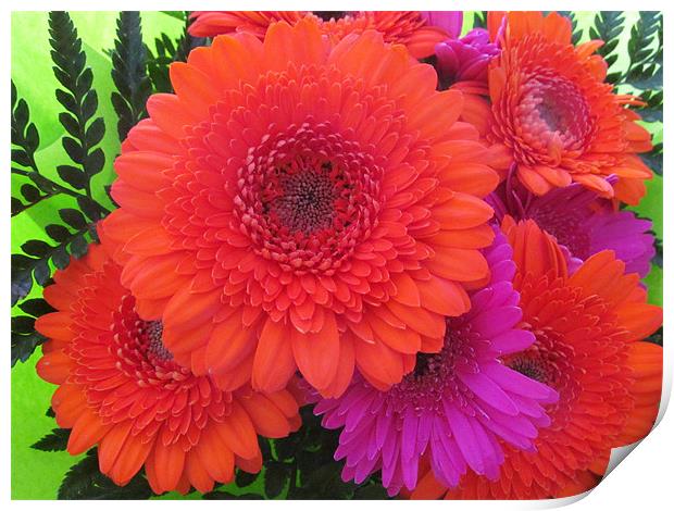 Flaming Orange and lilac Gerbera Print by Marilyn PARKER