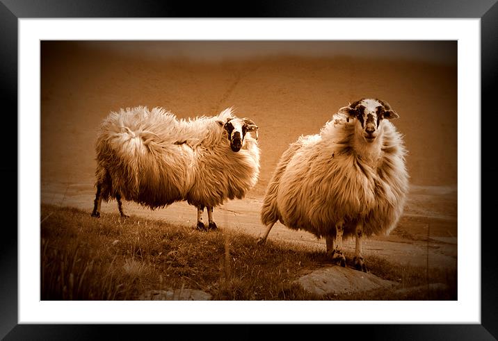Sheep Framed Mounted Print by barbara walsh