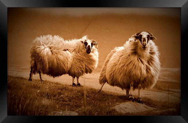 Sheep Framed Print by barbara walsh