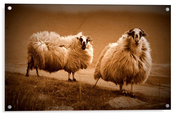 Sheep Acrylic by barbara walsh