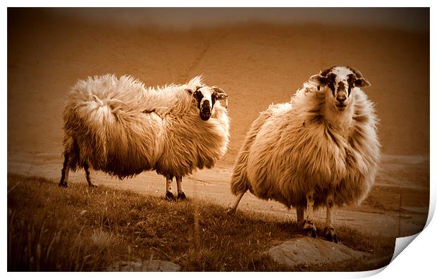 Sheep Print by barbara walsh