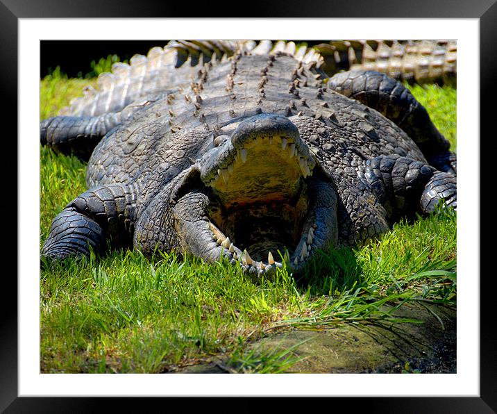 African Crocodile Framed Mounted Print by David Worthington