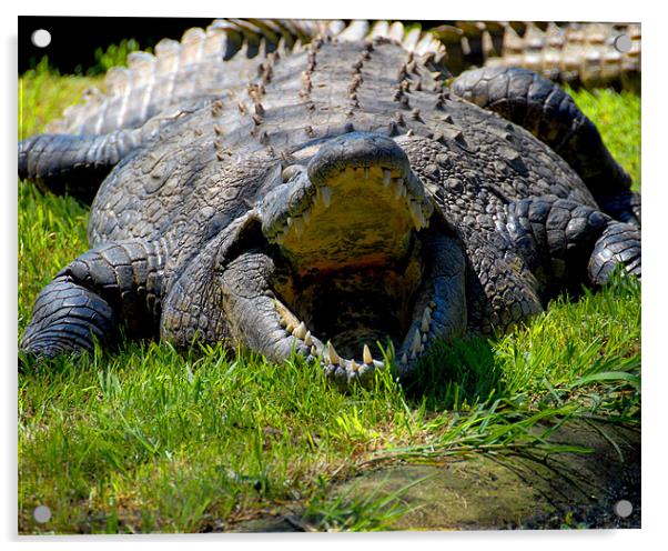 African Crocodile Acrylic by David Worthington