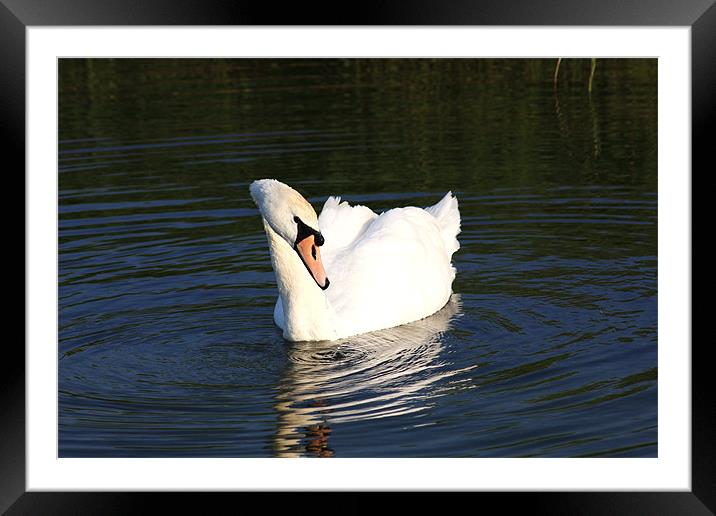 Swan on Blue Water Framed Mounted Print by Linda Brown