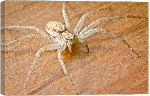 Anyphaena accentuata Buzzing Spider on a wooden fl Canvas Print by Andy Smy