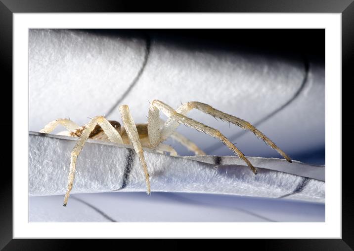 Anyphaena accentuata Buzzing Spider hiding in a pi Framed Mounted Print by Andy Smy