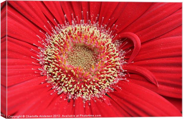 Gerba red flower Canvas Print by Charlotte Anderson