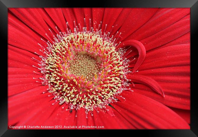 Gerba red flower Framed Print by Charlotte Anderson