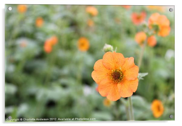 Geum totally tangerine flower Acrylic by Charlotte Anderson