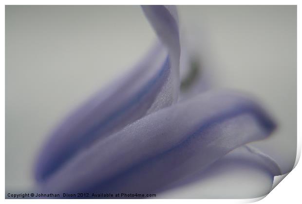 bluebell close up Print by Johnathan  Dixon