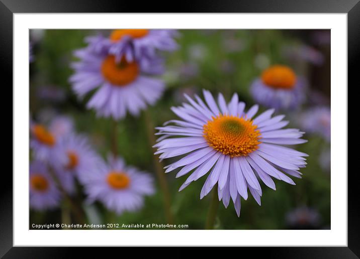 Aster blue and yellow flower Framed Mounted Print by Charlotte Anderson