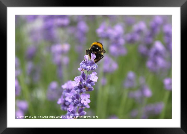Bee on top of flower Framed Mounted Print by Charlotte Anderson