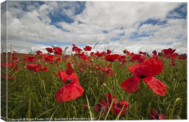 Big poppies Canvas Print by Creative Photography Wales