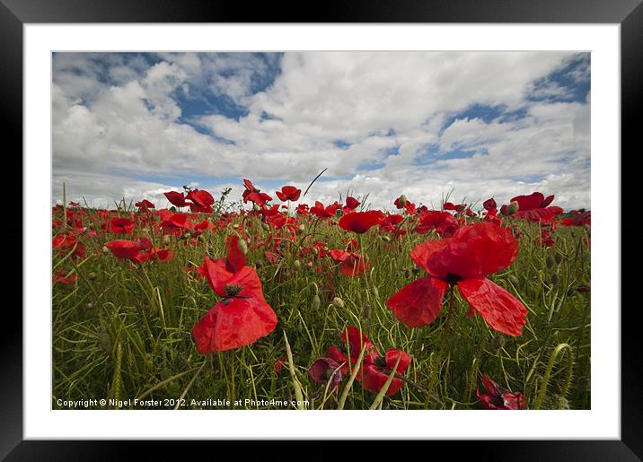 Big poppies Framed Mounted Print by Creative Photography Wales