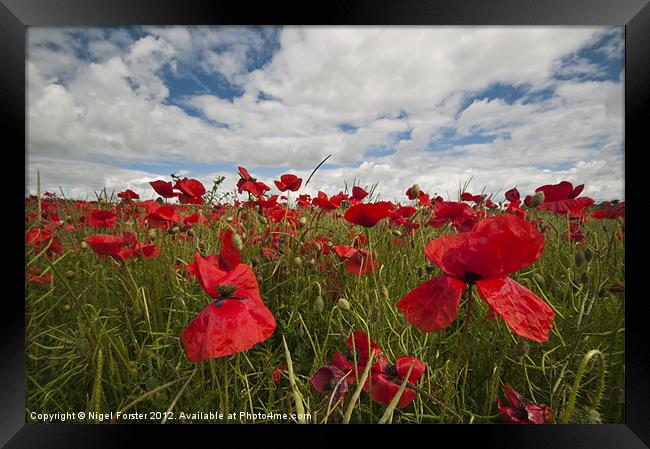 Big poppies Framed Print by Creative Photography Wales