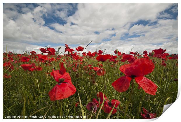 Big poppies Print by Creative Photography Wales