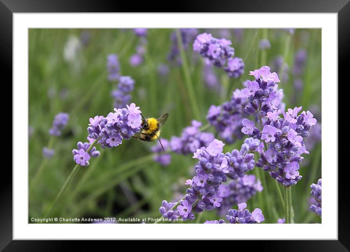 Working bee in lavender Framed Mounted Print by Charlotte Anderson