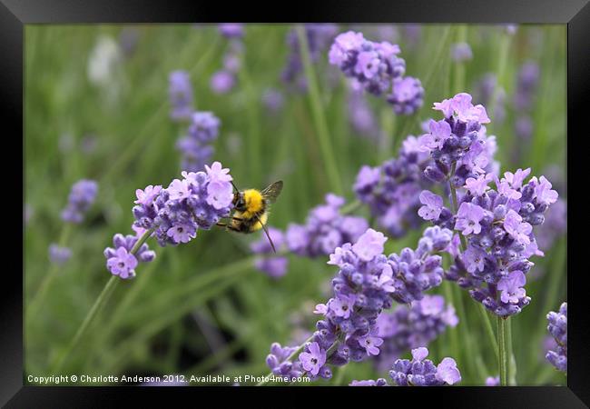 Working bee in lavender Framed Print by Charlotte Anderson