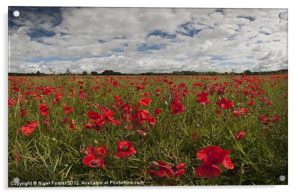 Wiltshire poppy field Acrylic by Creative Photography Wales