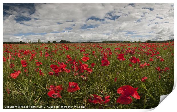 Wiltshire poppy field Print by Creative Photography Wales