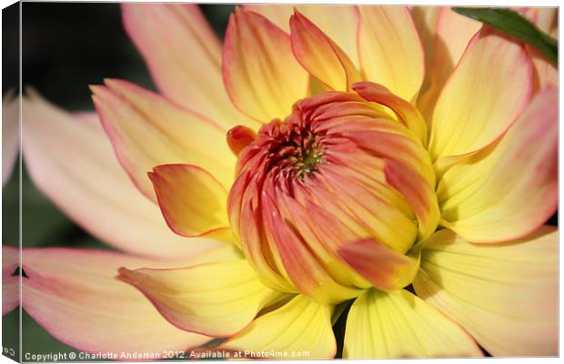 Dhalia yellow and red flower Canvas Print by Charlotte Anderson
