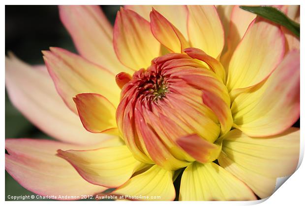 Dhalia yellow and red flower Print by Charlotte Anderson