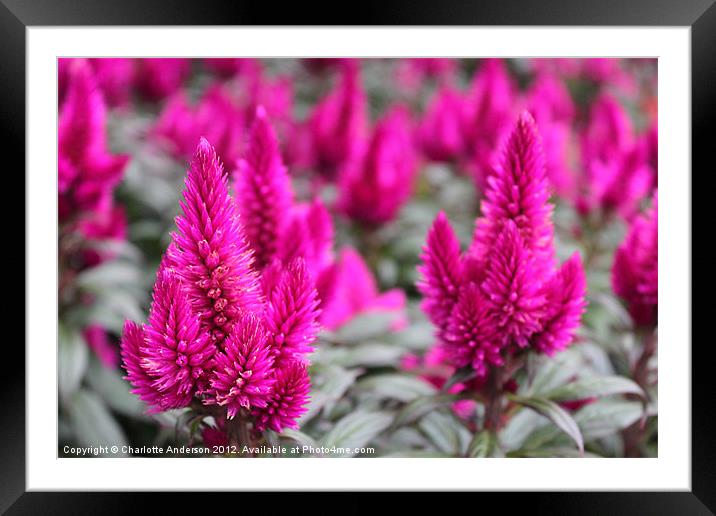 Crazy pink spikey flower Framed Mounted Print by Charlotte Anderson