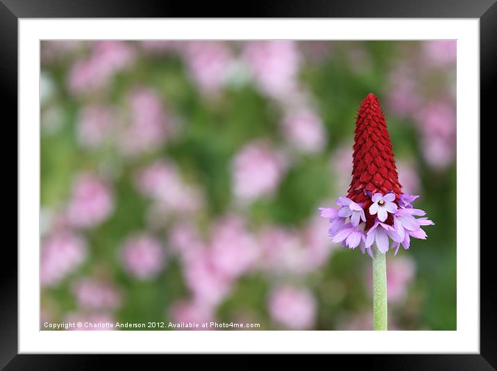 Red spikey primula flower Framed Mounted Print by Charlotte Anderson