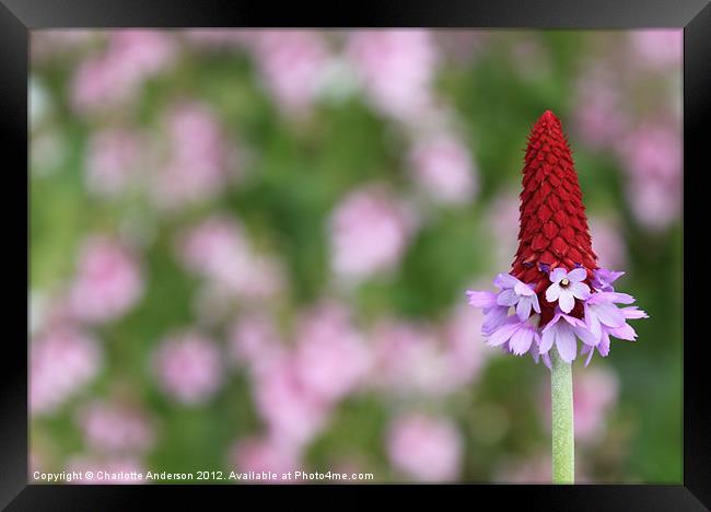 Red spikey primula flower Framed Print by Charlotte Anderson