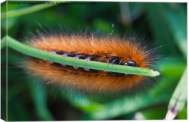 Brown and Black hairy caterpillar Canvas Print by Craig Lapsley
